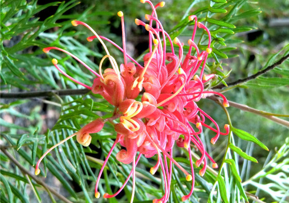 Melaleuca Nursery