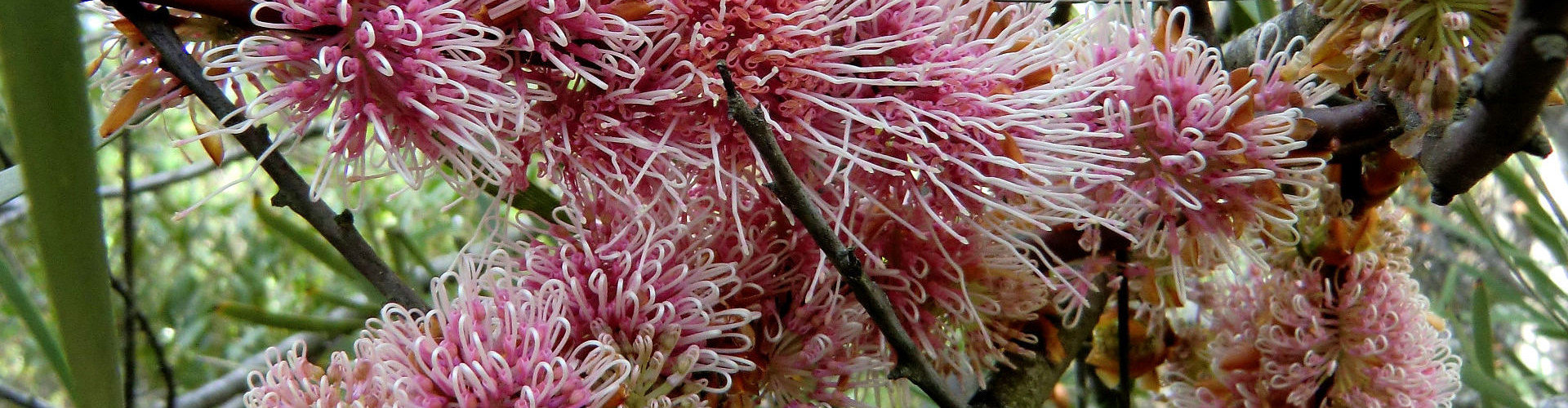 Melaleuca Nursery