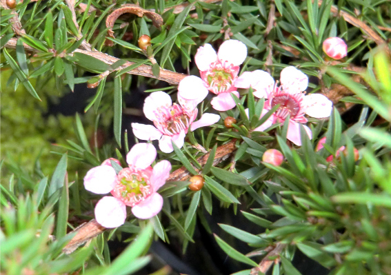 Melaleuca Nursery