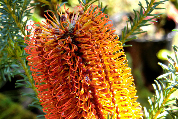 Melaleuca Nursery