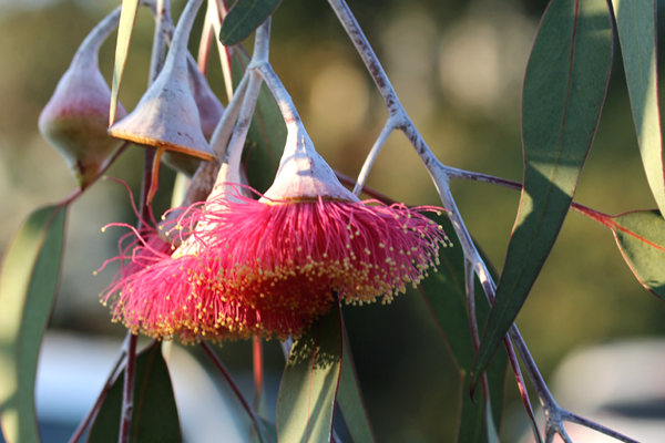 Melaleuca Nursery