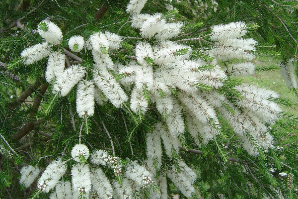 Melaleuca Nursery