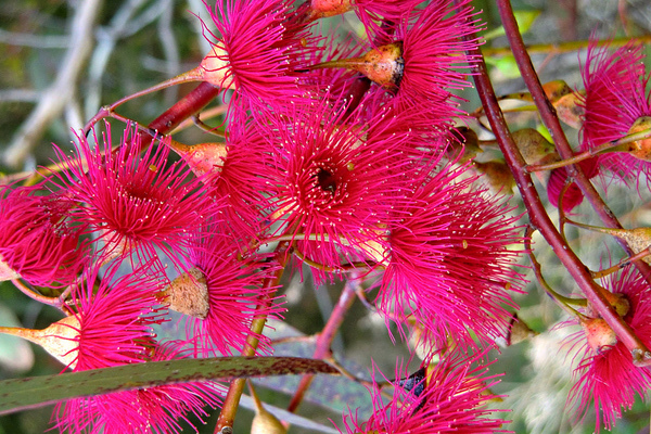 Melaleuca Nursery