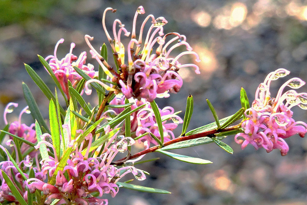 Melaleuca Nursery