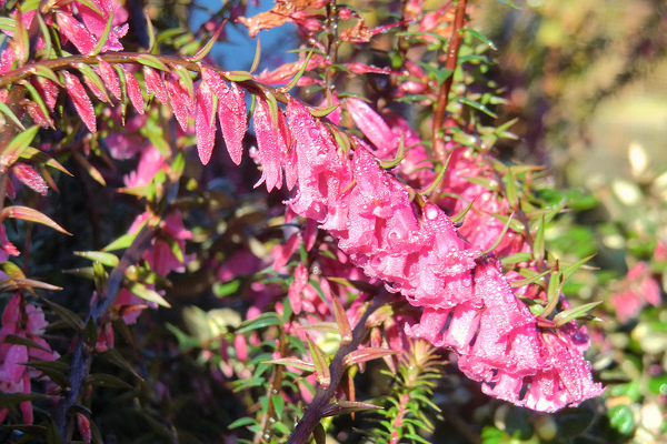 Melaleuca Nursery